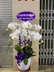 Hoa Lan Chia Buồn 00031
